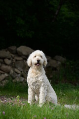 Designerhund, schöner weißer Labradoodel am Waldrand