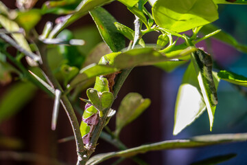 Beautiful butterfly in green nature. Asias wildlife