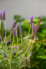 Beautiful lavender flowers in spring garden, selective focus. Natural macro floral background