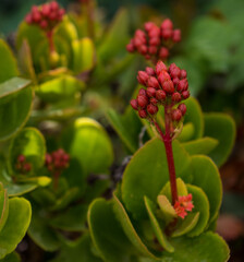 Red kalanchoe daigremontiana flower in the garden