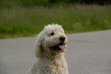Designerhund, schöner weißer Labradoodel am Waldrand