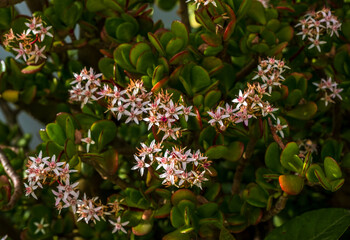 Crassula ovata - Jade plant, Lucky plant, Money plant or Money tree, is a succulent plant with small pink-white flowers