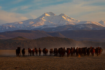 Wild horses roam freely on the slopes of Mount Erciyes, an extinct volcano. Kayseri / Turkey.