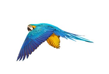 Colorful flying parrot isolated on transparent background png file