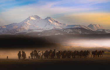 Wild horses roam freely on the slopes of Mount Erciyes, an extinct volcano. Kayseri / Turkey.