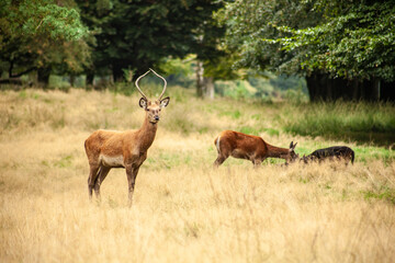 deer in the middle of nature, walking in the woods, in the woods of holland