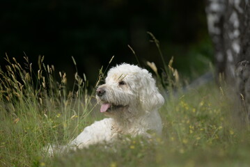 Designerhund, schöner weißer Labradoodel am Waldrand