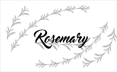 Obraz premium Vector illustration of some rosemary leaves in black and white