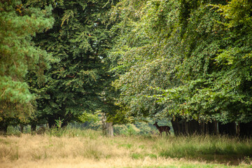 deer in the middle of nature, walking in the woods, in the woods of holland