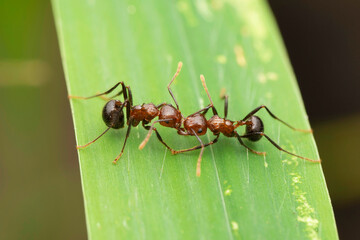 Short-legged hunchback ant,  Myrmicaria brunnea, Satara, Maharashtra, India