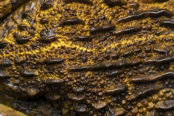 Skin Extreme closeup of bull frog,  Haplobatrachus tigerinus, Stara, Maharashtra, India