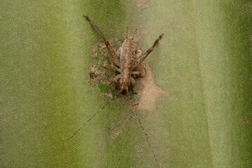 4th instar cricket,  Gryllus indicus or Indian Locust, Satara, maharashtra, India