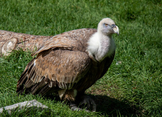 Portrait of a Griffon Vulture with the green background