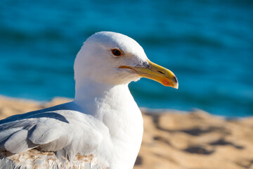 Portrait of a seagull on the beach with the sea in the background