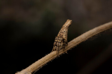 Columnar orb weaver,  Poltys columnaris, Satara, maharashtra, India