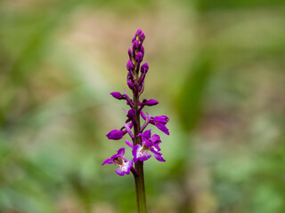 Early Purple Orchid in Bud