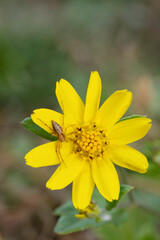 Hunting behaviour of lynx spider,  Oxyopes pankaji, Satara, Maharashtra, India