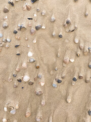 Fototapeta na wymiar Shells on the Sand
