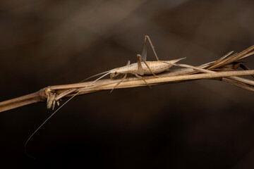 Italian tree cricket,  Oecanthus fultoni, Satara, maharashtra, India