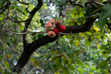Indian almond,  Terminalia catappa, Satara, Maharashtra, India
