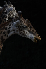 close up of a giraffe