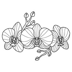 Line art orchid flowers. Hand drawn outline exotic flowers. Coloring page. Sketch of Orchidaceae flowers. Black and white vector drawing.
