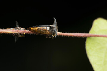 Horned planthopper,  Leptocentrus moringae, Satara, Maharashtra, India