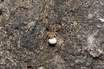 Cammouflaged female wolf spider,  Pardosa pullata with eggsack