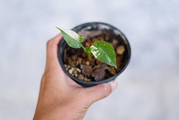 Alocasia​ Gageana​ albo  Variegated in the pot 