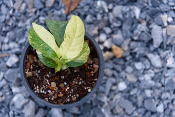 rhaphidophora puberula variegated in the pot