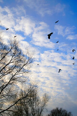 A flock of crows flies against a blue sky with white clouds. Flying birds silhouettes