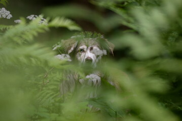 Waldhund, schöner Australien Shepherd zwischen Farnblättern im Wald