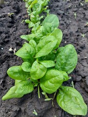 Spinach growing in garden. Fresh natural leaves of spinach growing in summer garden. High quality photo