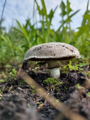 White champignon grows in the grass in summer. Close-up. High quality photo