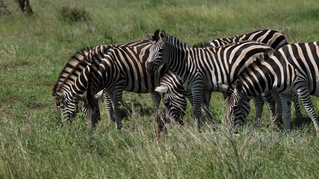 A herd of plains zebra are grazing in the green grasslands of the Kruger National Park.
