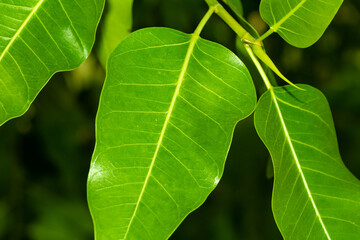 big green leaf closeup