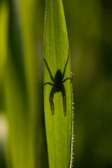 spider on a green leaf you can see the hairs on the leaves
