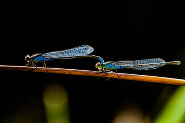 dragonfly in nature mating, wings forest colors