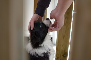 Adorable border collie puppy being petted