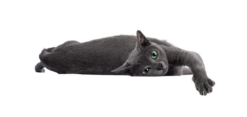 Young silver tipped Korat cat, laying down side ways with head over edge. Looking away from camera...
