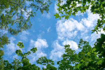 Fototapeta premium Trees with green foliage against the blue sky and clouds.