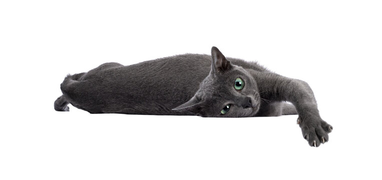 Young silver tipped Korat cat, laying down side ways with head over edge. Looking away from camera with bright green eyes and attitude. Isolated on a white background.
