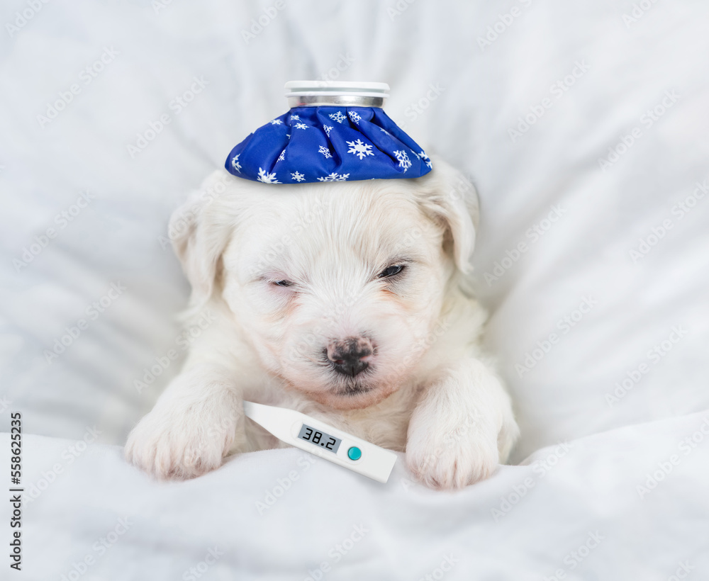 Poster tiny bichon frise puppy with ice bag or ice pack on it head and thermometer under it paw sleeps unde