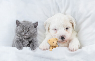 Tiny Bichon Frise puppy and gray kitten sleep together under  white blanket on a bed at home. Top down view