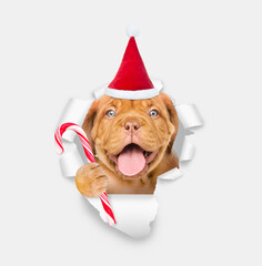 Happy puppy wearing red santa hat looking through a hole in white paper and holding candy cane