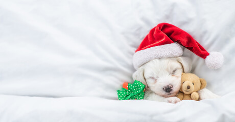 Fototapeta na wymiar Cute Bichon Frise puppy wearing red santa hat sleeps with toy bear and gift box under white blanket at home. Top down view. Empty space for text