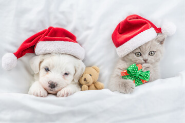 Cute kitten and Bichon Frise puppy  wearing santa hats lying together under a white blanket on a bed at home with toy bear and gift box. Top down view