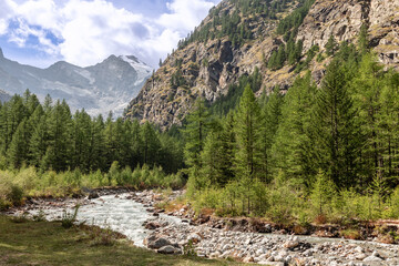 Fototapeta na wymiar Foaming rushing water stream along rocky rapids in gorge between Italian Alps in Gran Paradiso National Park, surrounded by dense pine forest, Aosta Valley, Italy