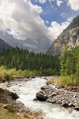 Water stream rushes along rapids of mountain gorge overgrown with pine evergreen forest in Gran Paradiso National Park. Aosta Valley, Italy (vertical shot)