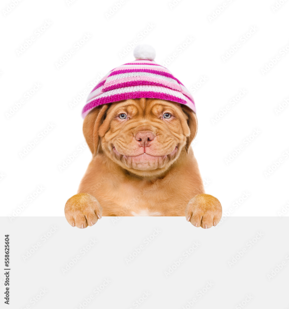 Poster smiling puppy wearing a warm hat looks above empty white board. isolated on white background